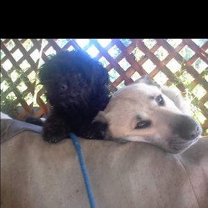 Meet your Posher, Hunter